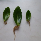 Kako razmnožavati stonecrop: reznice, sjemenke i podjela rizoma